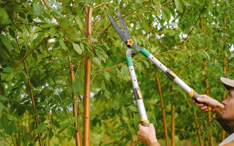 Tree trimming in Clay Center, NE